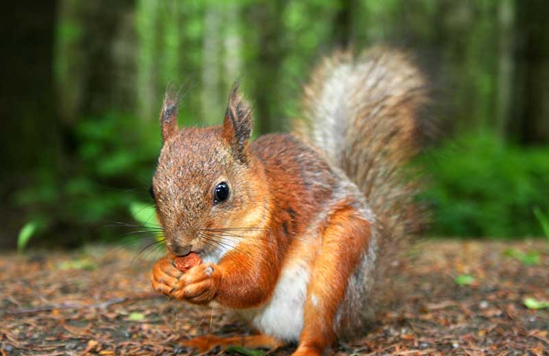 Sentiero degli Scoiattoli