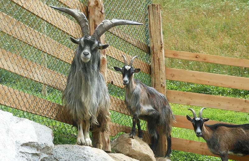 Parco faunistico Reierhof