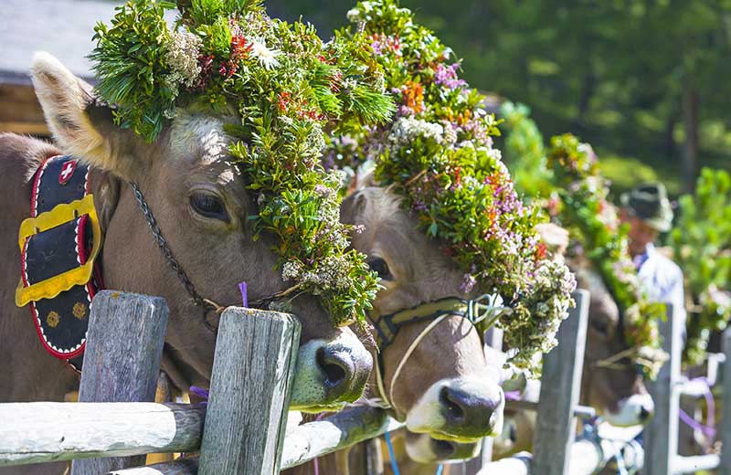 Transumanza originale di Casies “Obotola Kirschta”